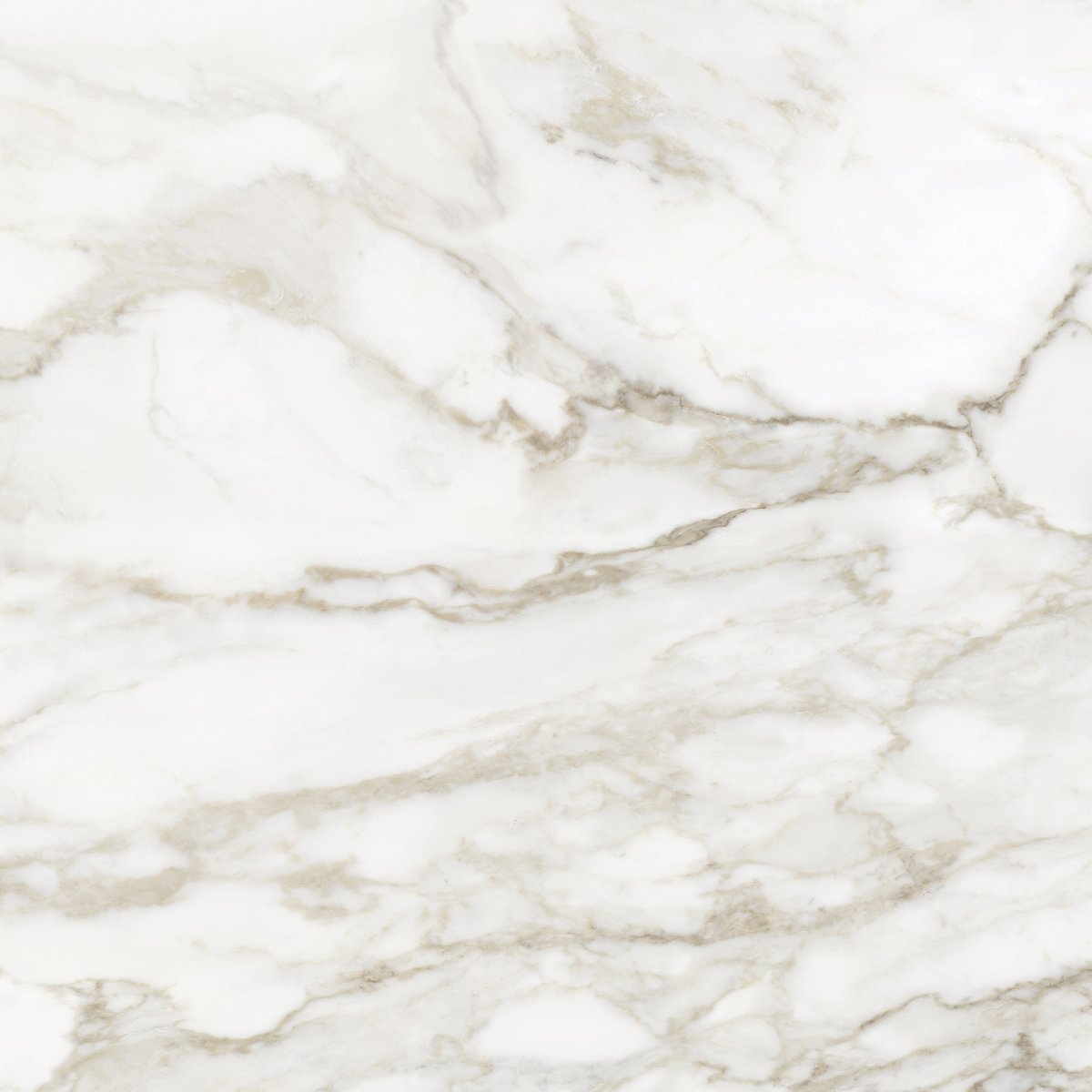 32 x 32 in. La Marca Calacatta Paonazzo Polished Rectified Glazed Porcelain Wall Tile